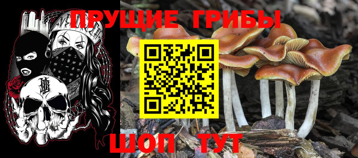 Псилоцибиновые грибы Magic Shrooms  Мценск  Галлюциногенные грибы Magic Shrooms 